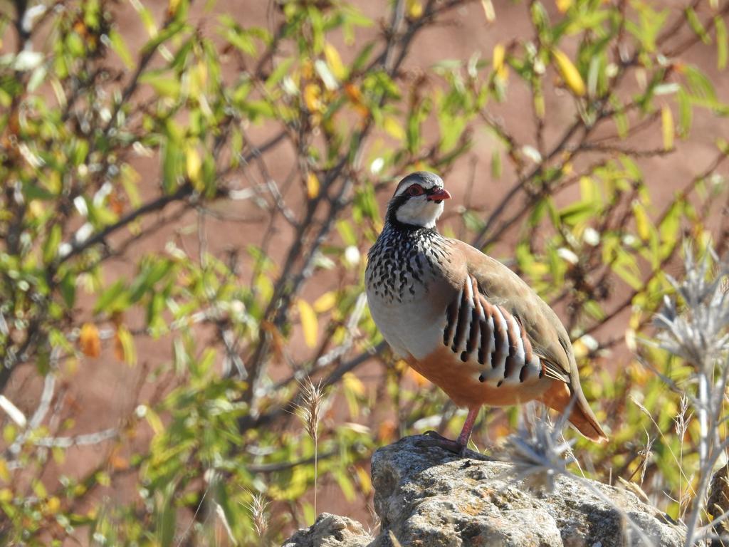 Finca El Romeral Альпера Экстерьер фото